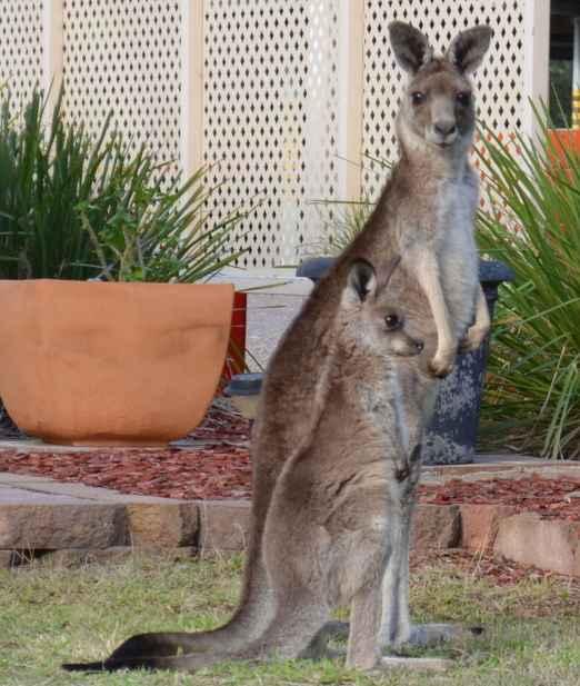 A kangaroo mom with her child infront of the lodge