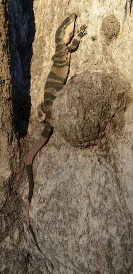 A lizard at a tree, from nose to tail almost ~1.5 m