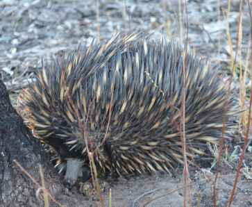 An echidnas